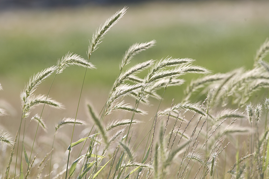 Canada Wild Rye