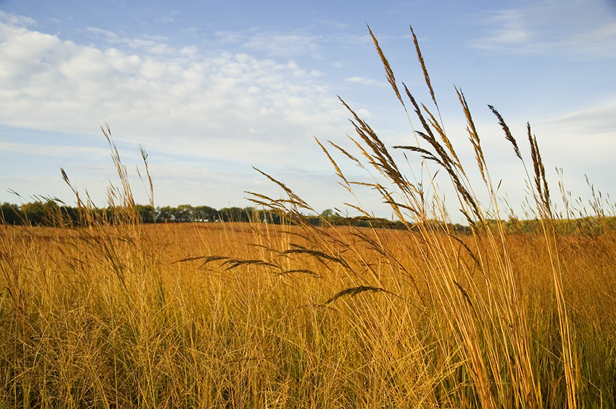 Indian grass