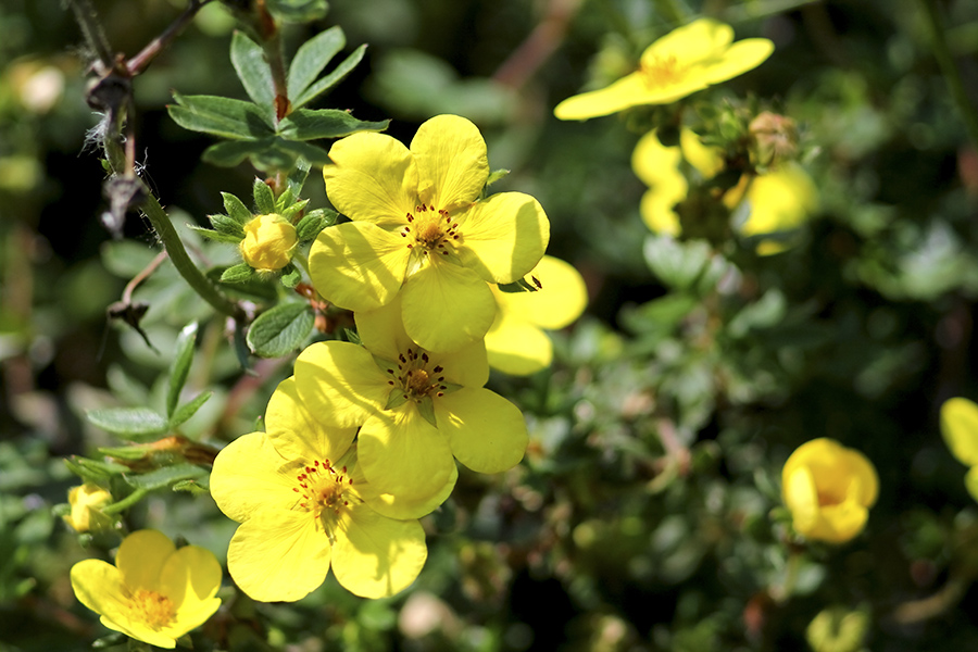 shrubby cinquefoil