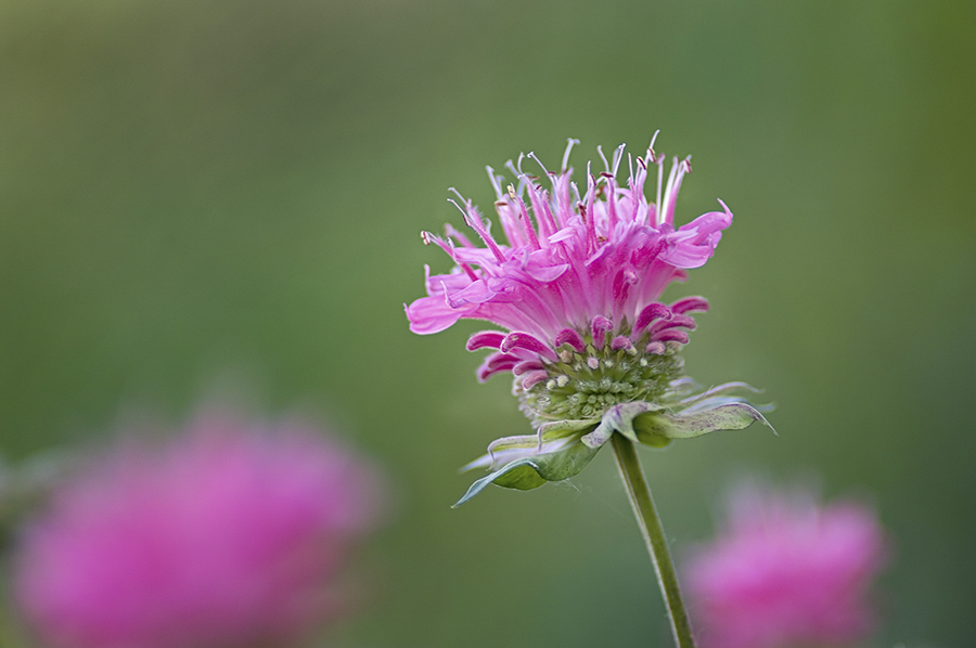 Wild bergamot